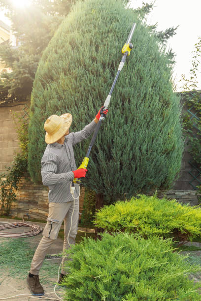 Best Tree Removal Services  in Smithton, IL